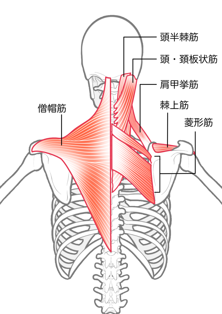 首肩の筋肉