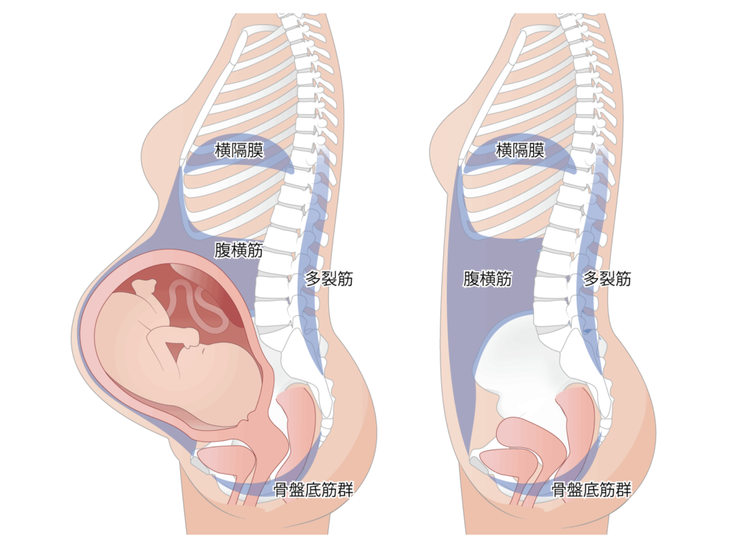 女性の体 胎児がお腹にいる