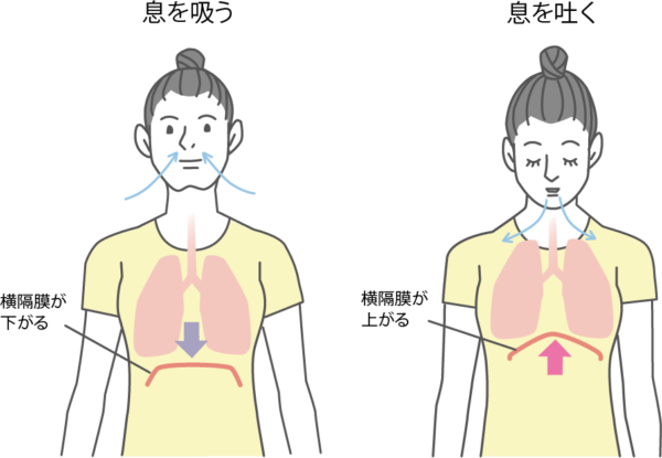 横隔膜の働き　女性