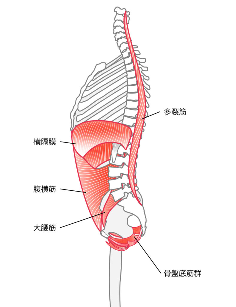 体幹と骨盤の筋肉