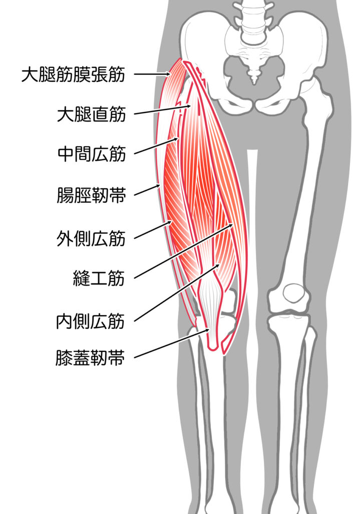 足の筋肉名称
