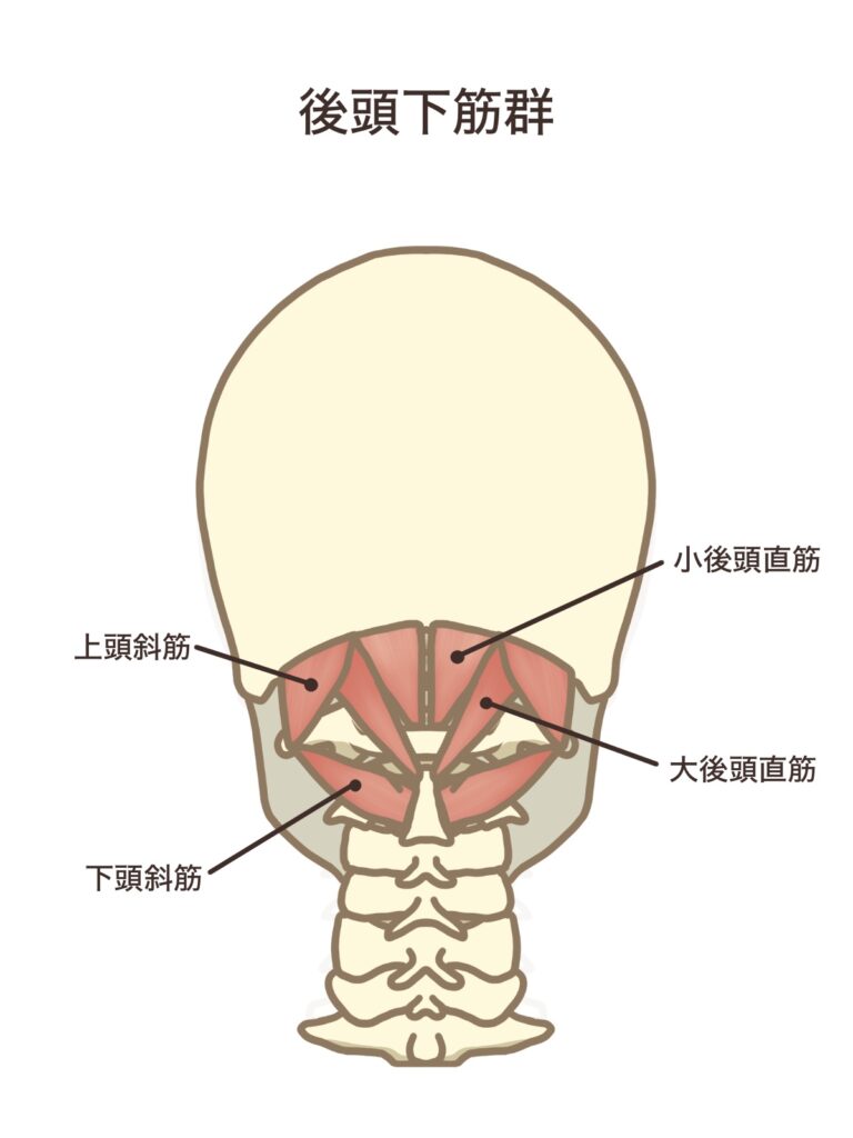 後頭下筋