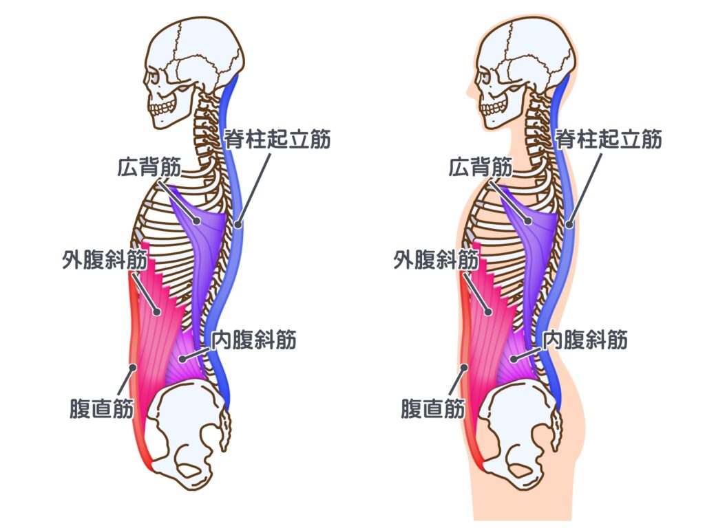肋骨周りの筋肉